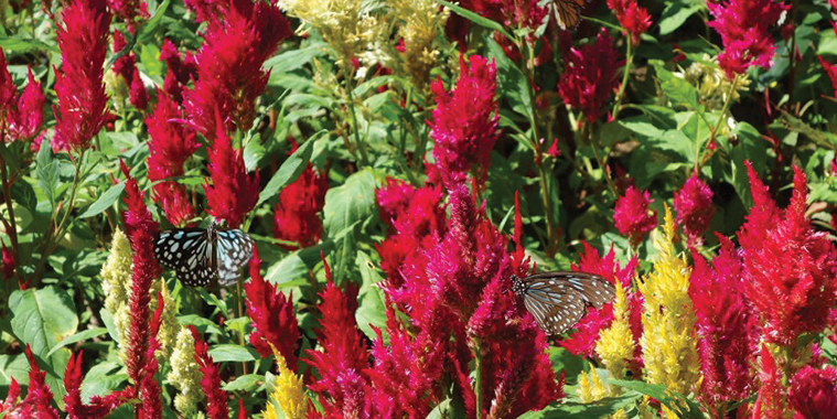 08-Celosia.jpg (405 KB)